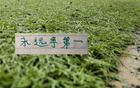 挖宝成功！申花跟重庆铜梁龙 都精准在北京国安身上找到好球员